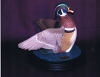 Woodduck Drake - 2008